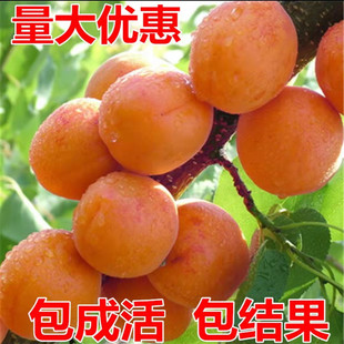 杏树活苗杏树嫁接苗 特大甜超黄白杏子树苗北方庭院当年结果地栽