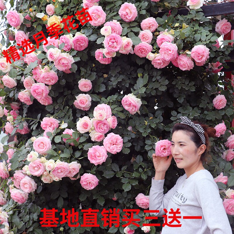 欧月藤本月季蔷薇花苗特大花浓香四季开花盆栽爬藤植物庭院花卉