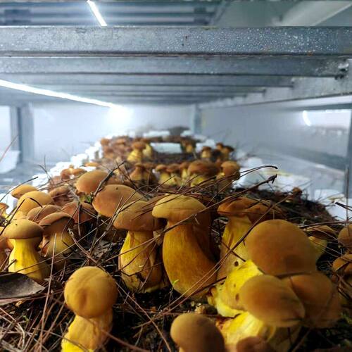 黄牛肝菌食用见手青菌包人工种植教技术工厂直销种植包室内种植