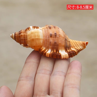 毛法螺 天然海螺贝壳毛嵌线螺稀有标本收藏鱼缸造景寄居蟹替换壳
