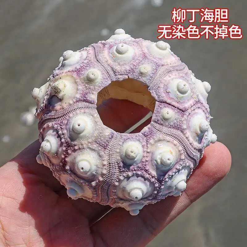 天然柳丁海胆壳(万家灯火)手工DIY材料空气凤梨海胆灯小夜灯