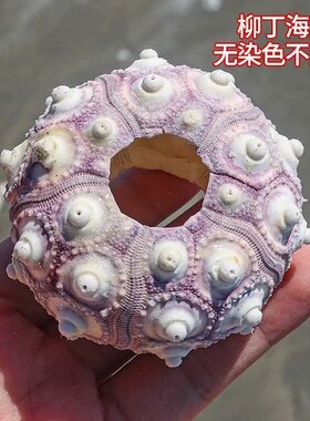 天然柳丁海胆壳(万家灯火)手工DIY材料空气凤梨海胆灯小夜灯