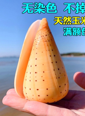 黄玉米螺天然贝壳海螺玉米螺鱼缸造景水族装饰地中海风格摆件