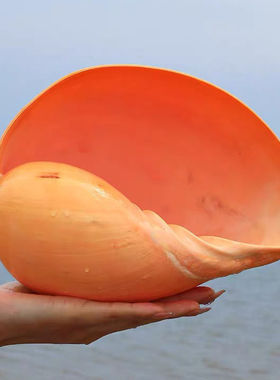 黄瓢螺天然超大海螺鱼缸贝壳 天然贝壳海螺