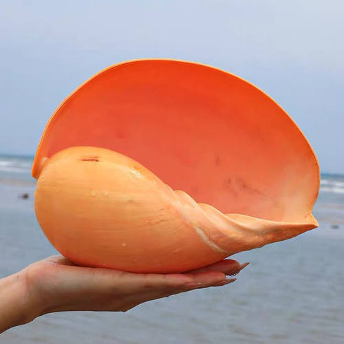 黄瓢螺天然超大海螺鱼缸贝壳 天然贝壳海螺