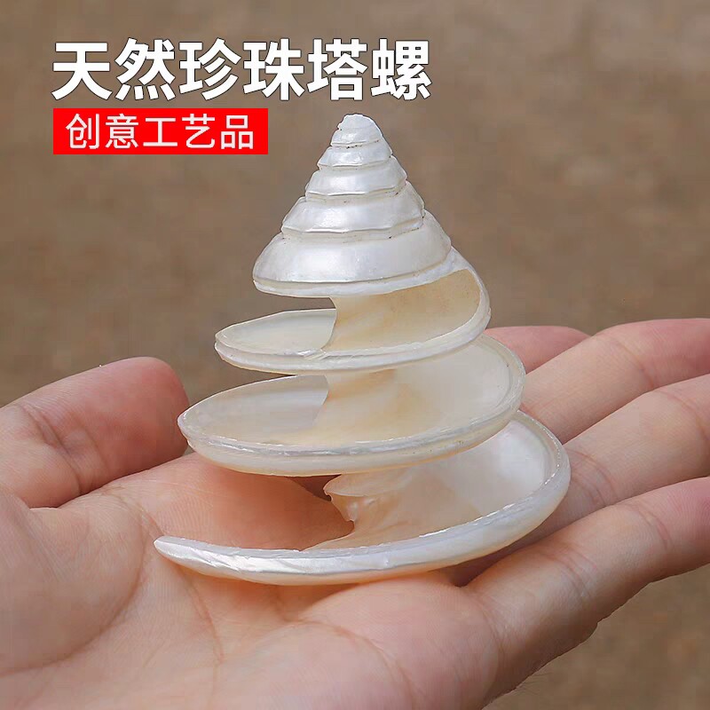 天然贝壳海螺珍珠塔螺荧光绿塔螺家居收藏工艺品鱼缸造景装饰包邮图片