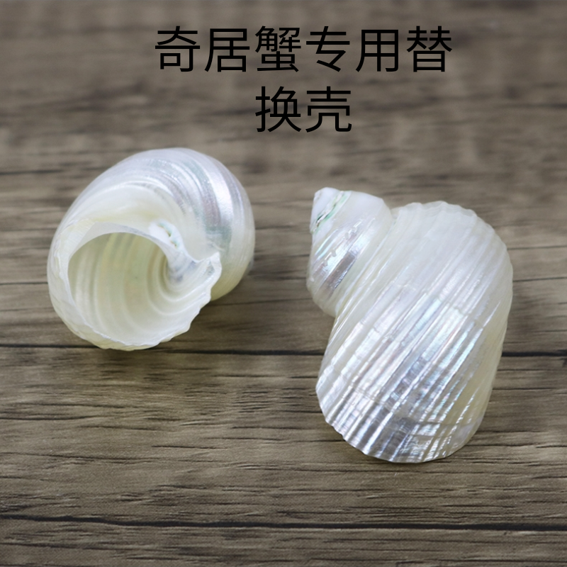 海螺贝壳螺去皮银口螺寄居蟹替换壳鱼缸造景装饰摆件卷贝鱼