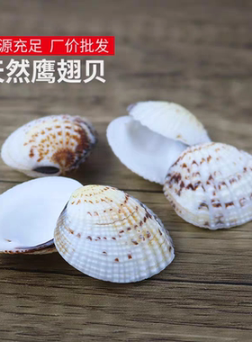 天然贝壳小花蛤鹰翅贝鱼缸水族装饰海螺批发材料DIY漂流瓶微景观