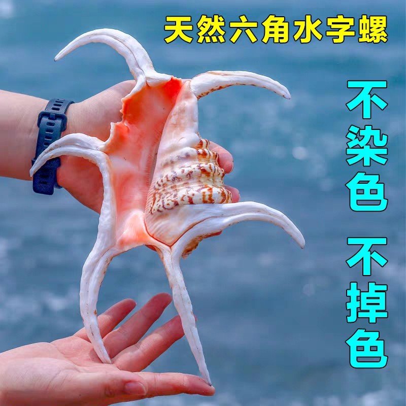 超大海螺地中海风情摆件六角螺蜘蛛天然贝壳海螺摄影道具创意礼品