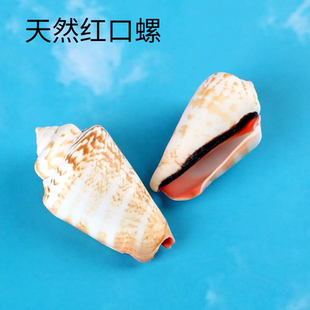 红口螺天然海螺贝壳虹口芋螺鱼缸水族造景装饰地中海风格摄影道具