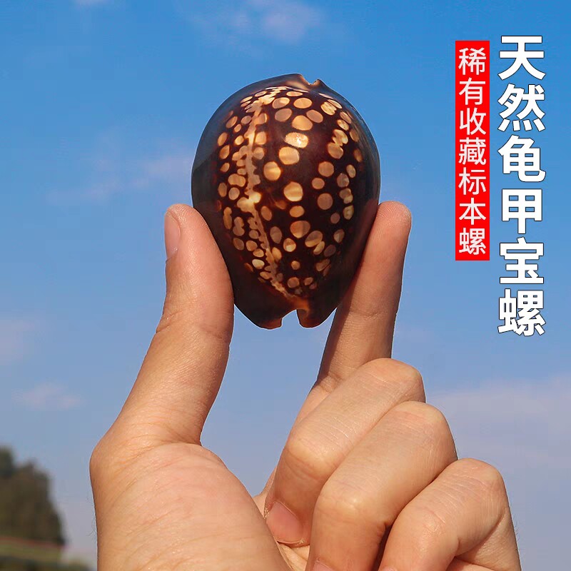 龟甲宝螺天然稀有海螺贝壳鱼缸水族造景装饰地中海家居收藏图片