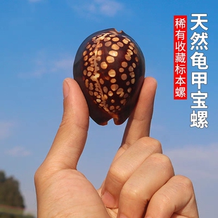 龟甲宝螺天然稀有海螺贝壳鱼缸水族造景装饰地中海家居收藏