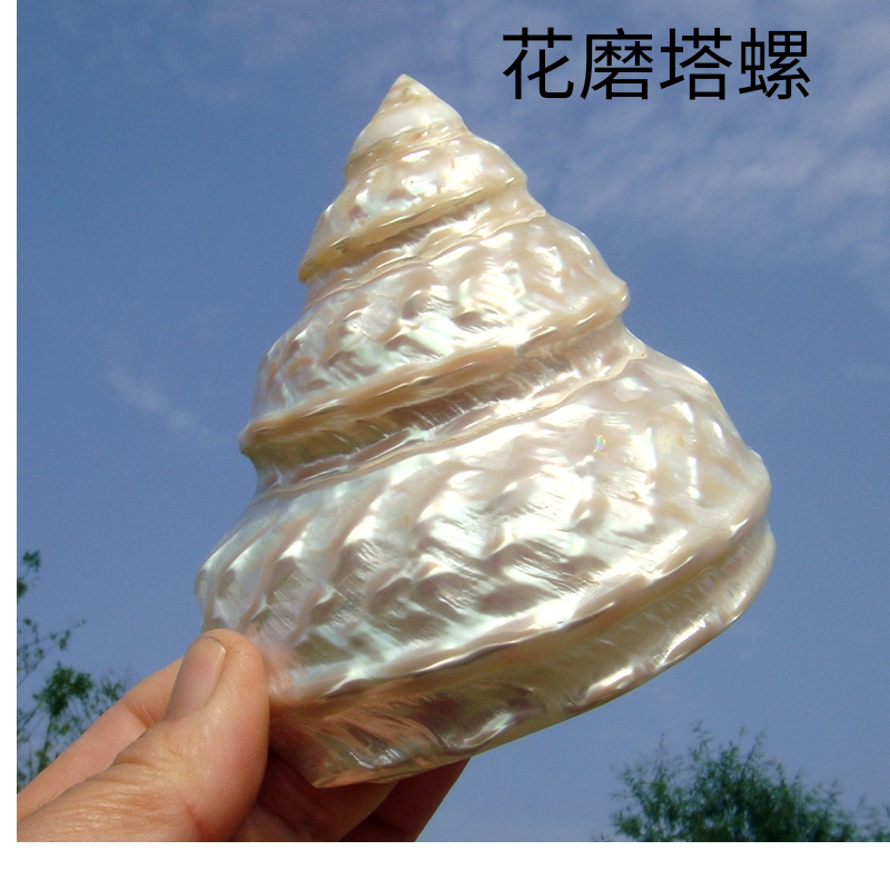 天然海螺贝壳珍珠塔螺荧光塔螺扭转塔螺家居鱼缸水族装饰珊瑚包邮