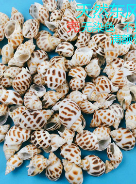 东风螺花斑螺天然海螺