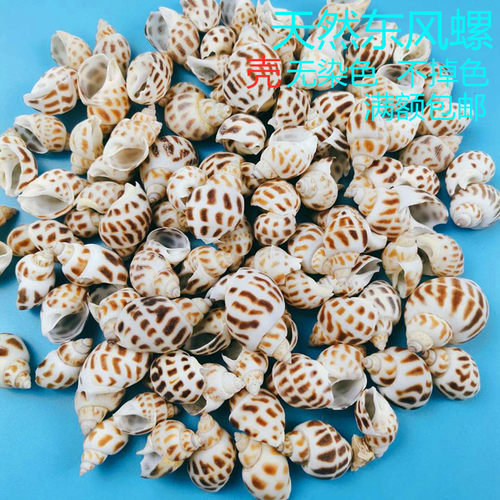 东风螺花斑螺天然海螺