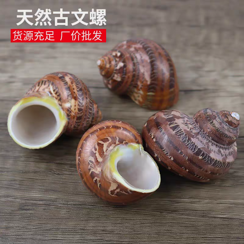 【海样世界古文螺猫眼蝾螺卷贝鱼寄居蟹备用替换壳天然海螺鱼缸用