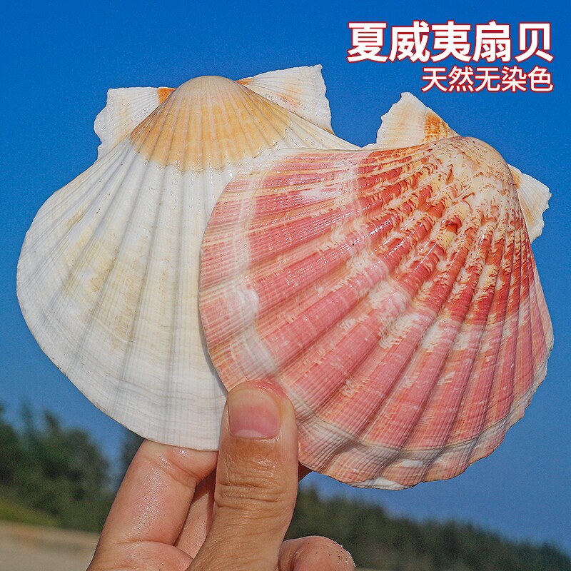 夏威夷扇贝diy绘画贝壳大号天然海螺贝壳烧烤专用白扇贝造景摆件