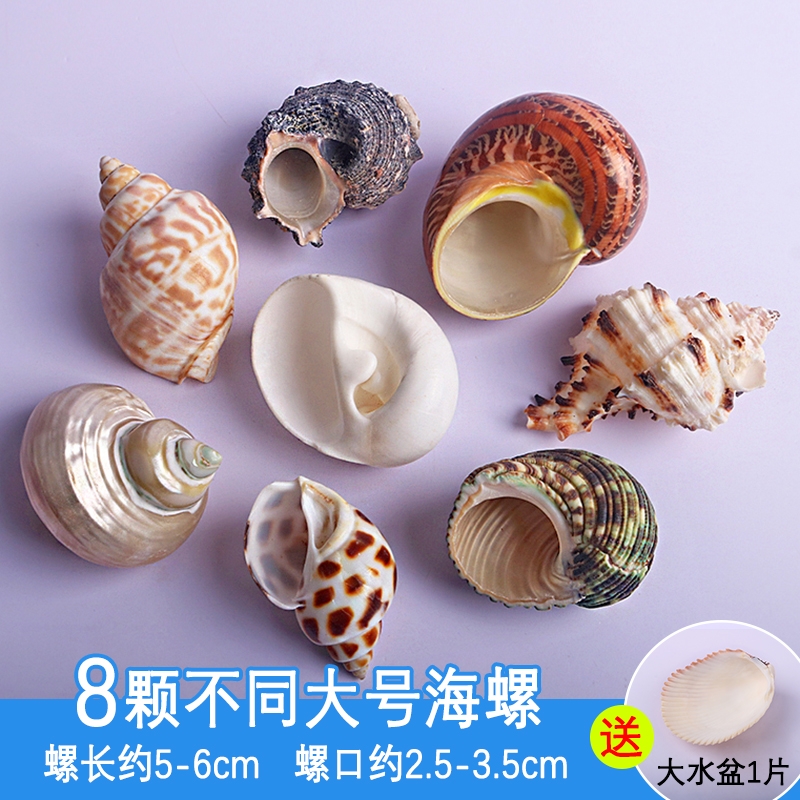 天然海螺贝壳卷贝鱼寄居蟹备用替换专用壳鱼缸造景水族箱装饰专用