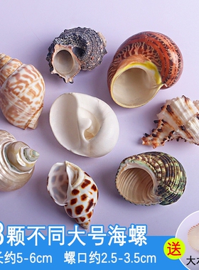 天然海螺贝壳卷贝鱼寄居蟹备用替换专用壳鱼缸造景水族箱装饰专用
