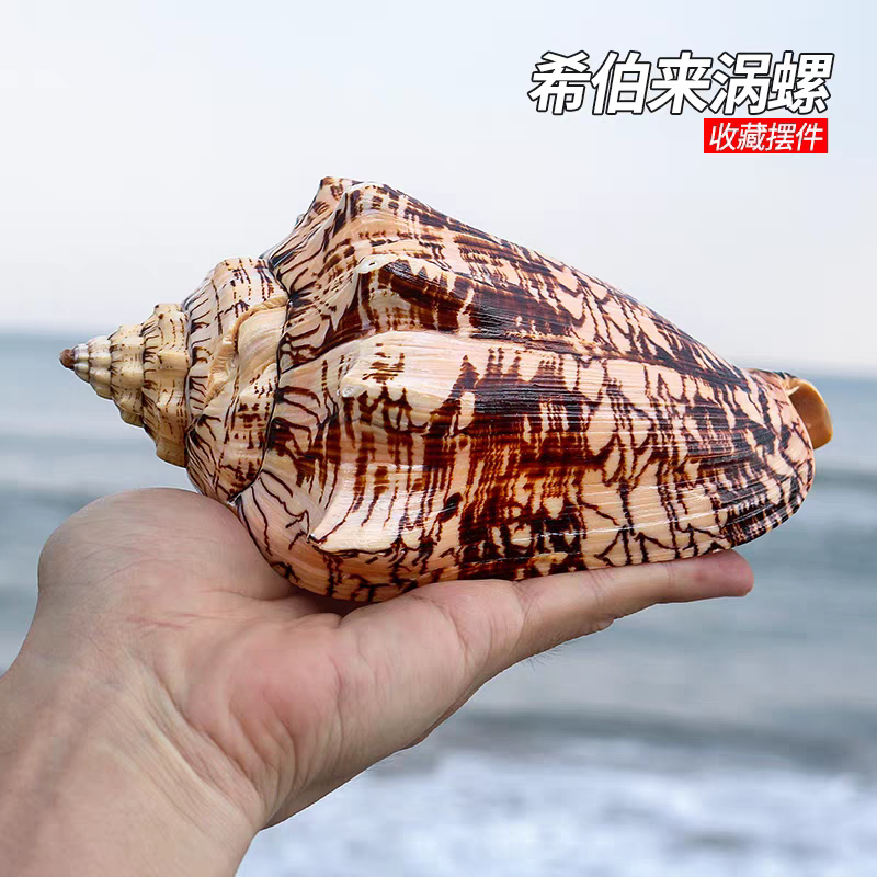 希伯来涡螺 稀有收藏标本天然海螺贝壳地中海风格家居装饰品摆件