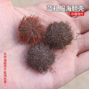 蓝礼服海胆壳 马粪海胆天然迷你小海胆稀有收藏标本家居装饰材料
