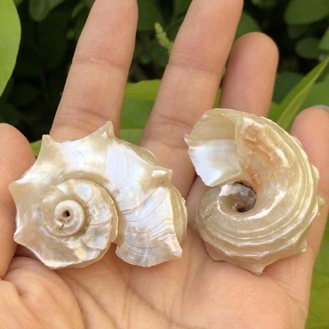 天然贝壳海螺荧光海马螺鱼缸水族装饰品摆件白色粉色寄居蟹替换壳