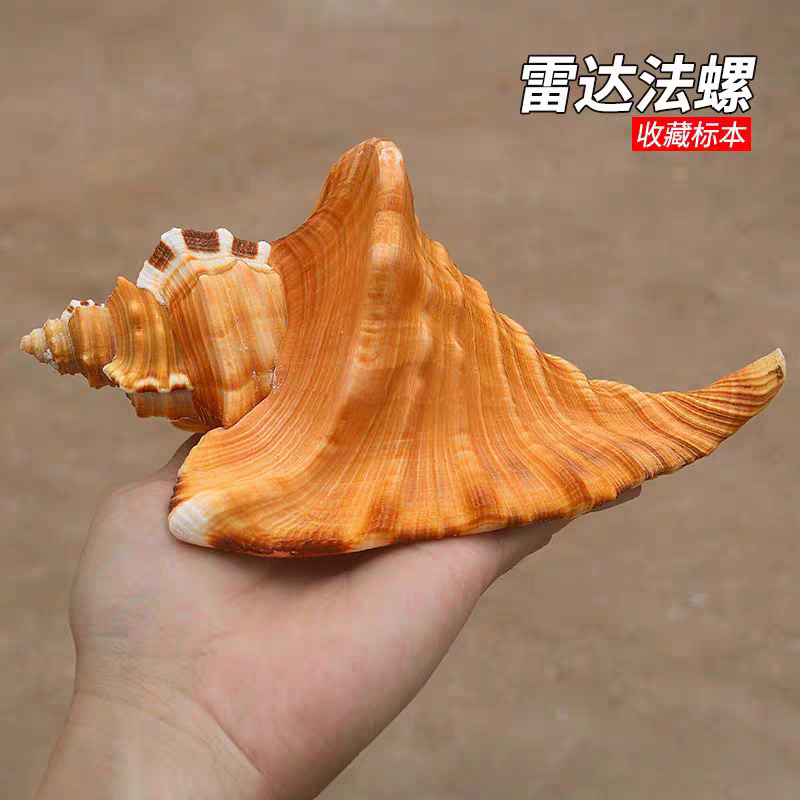 雷达法螺 Cymatium raderi天然海螺贝壳稀有收藏标本家居装饰摆件