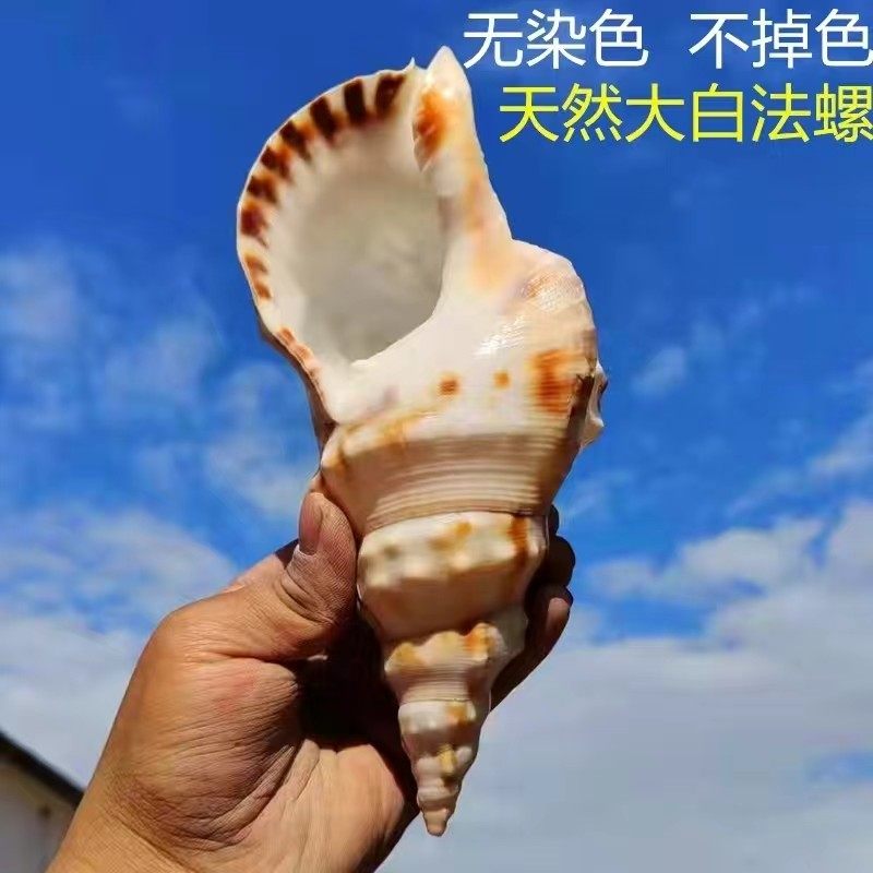 天然海螺贝壳超大白蛙螺鱼缸造景摆台饰品收藏螺号可吹响特大号角
