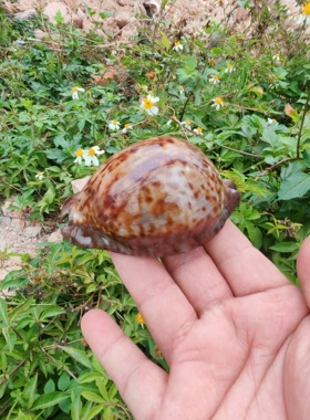 Trona stercoraria minima 迷你大花鼠宝螺   (cyp0211001)