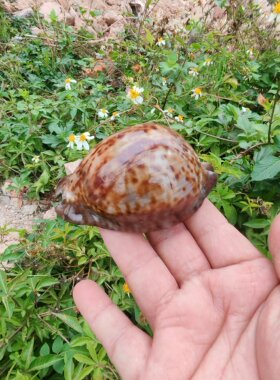 Trona stercoraria minima 迷你大花鼠宝螺   (cyp0211001)