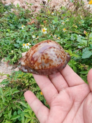 Trona stercoraria minima 迷你大花鼠宝螺   (cyp0211001)