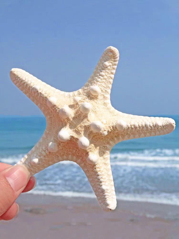 天然海螺贝壳馒头海星五指霸王海星地中海地台贴墙装饰品,家居饰品,壁饰,淘宝优惠券,粉丝福利购,淘宝优惠卷