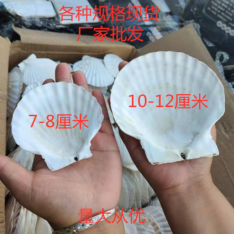 白贝壳大号烧烤粉丝鱼缸造景海螺