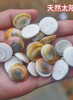 太阳贝 小号太阳贝硬贝壳 海螺贝壳diy家居鱼缸地台收藏螺盖1-2cm