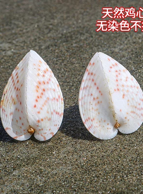 鸡心螺造景鱼缸地台摆设摄影道具贝壳收藏标本天然海螺装饰好看