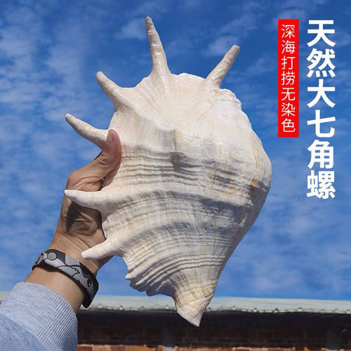 超大七角螺特大海螺天然贝壳地中海鱼缸装饰水族造景收藏摆件