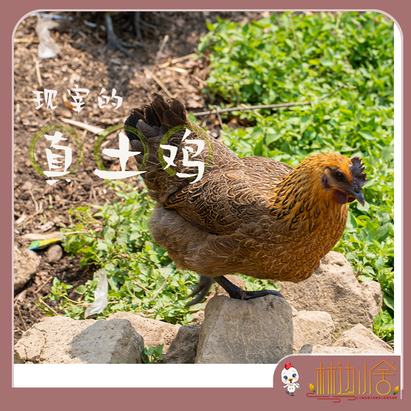 正宗散养新鲜现杀真土鸡