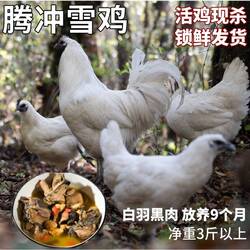 林边小舍云南腾冲雪鸡9月龄母鸡散养整只炖汤老鸡正宗生态乌骨鸡