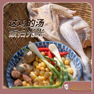 林边小舍生态牧养1年老品种土鸡老母鸡农家散养跑山鸡养生月子鸡