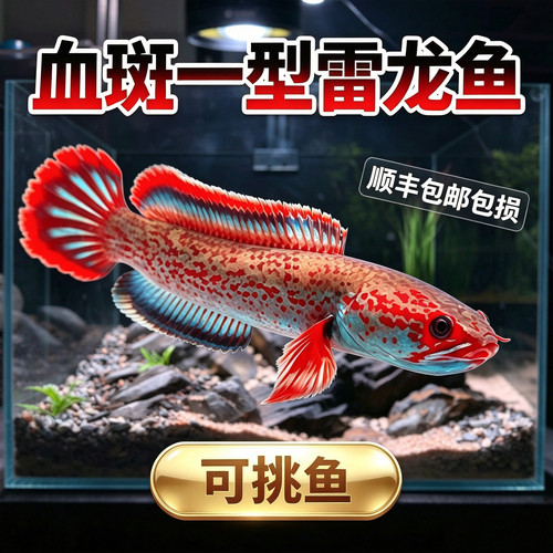 血斑1型雷龙宽边大血脸大火尾