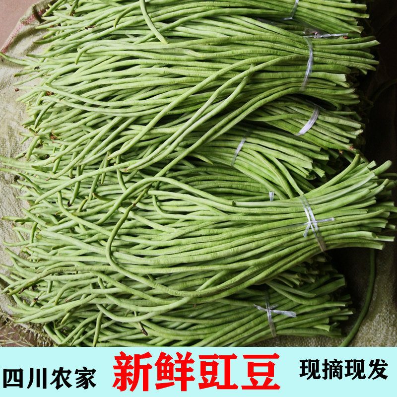 豇豆新鲜四川农家自种嫩豇豆 3斤绿色时令蔬菜四季长豆角泡菜包邮