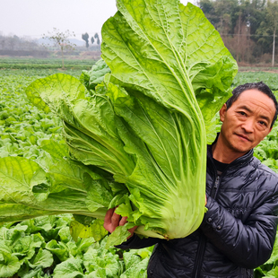 四川新鲜泡青菜 酸菜鱼泡酸菜 大叶青菜 宽帮青菜 5斤装特产包邮