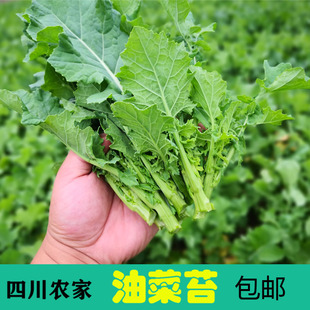 四川油菜苔新鲜包邮小油菜新鲜蔬菜油菜苗绿色蔬菜青菜苔薹5斤3斤