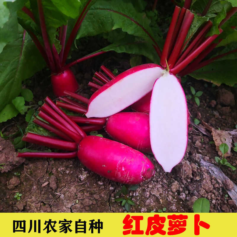 红皮萝卜新鲜包邮四川泡菜萝卜菜叶子脆皮爽口小胭脂萝卜白心,水产肉类/新鲜蔬果/熟食,其它,淘宝优惠券,粉丝福利购,淘宝优惠卷