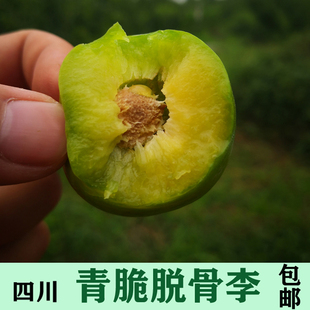 四川李子新鲜脱骨李脆李子水果 新鲜青脆土李子空心甜孕妇包邮5斤