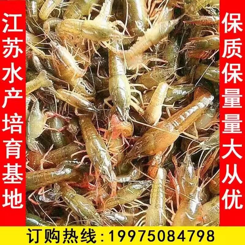 小龙虾苗种虾鲜活龙虾苗 活体虾苗养殖 淡水虾小苗幼苗种虾青虾苗