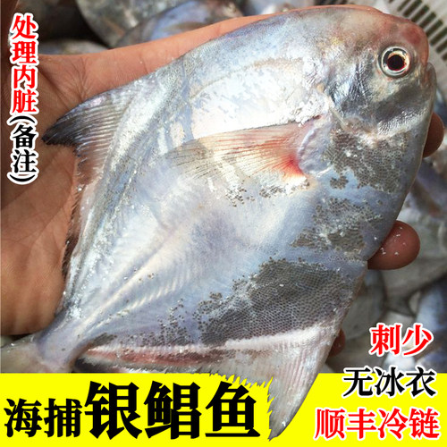 白鲳鱼海捕银鲳鱼刺少无冰衣顺丰