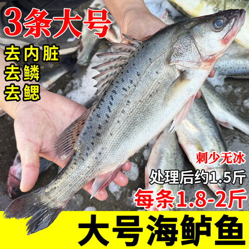 2斤左右一条大号海鲈鱼