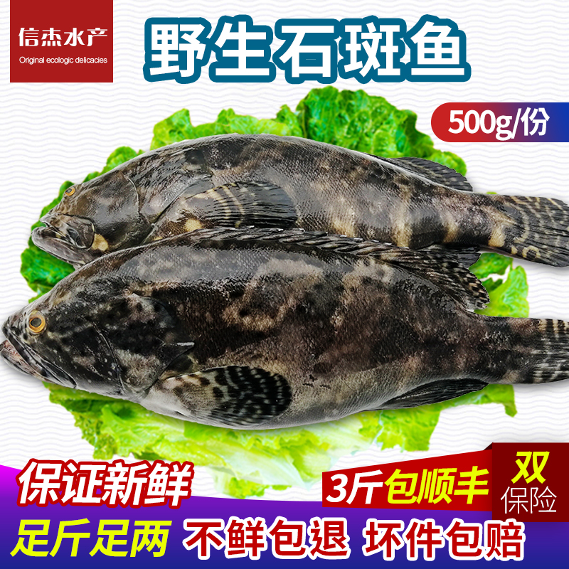 新鲜石斑鱼鲜活老虎斑冷冻水产