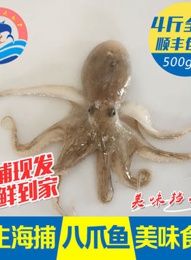 野生小章鱼鲜活迷你章鱼包邮海鲜